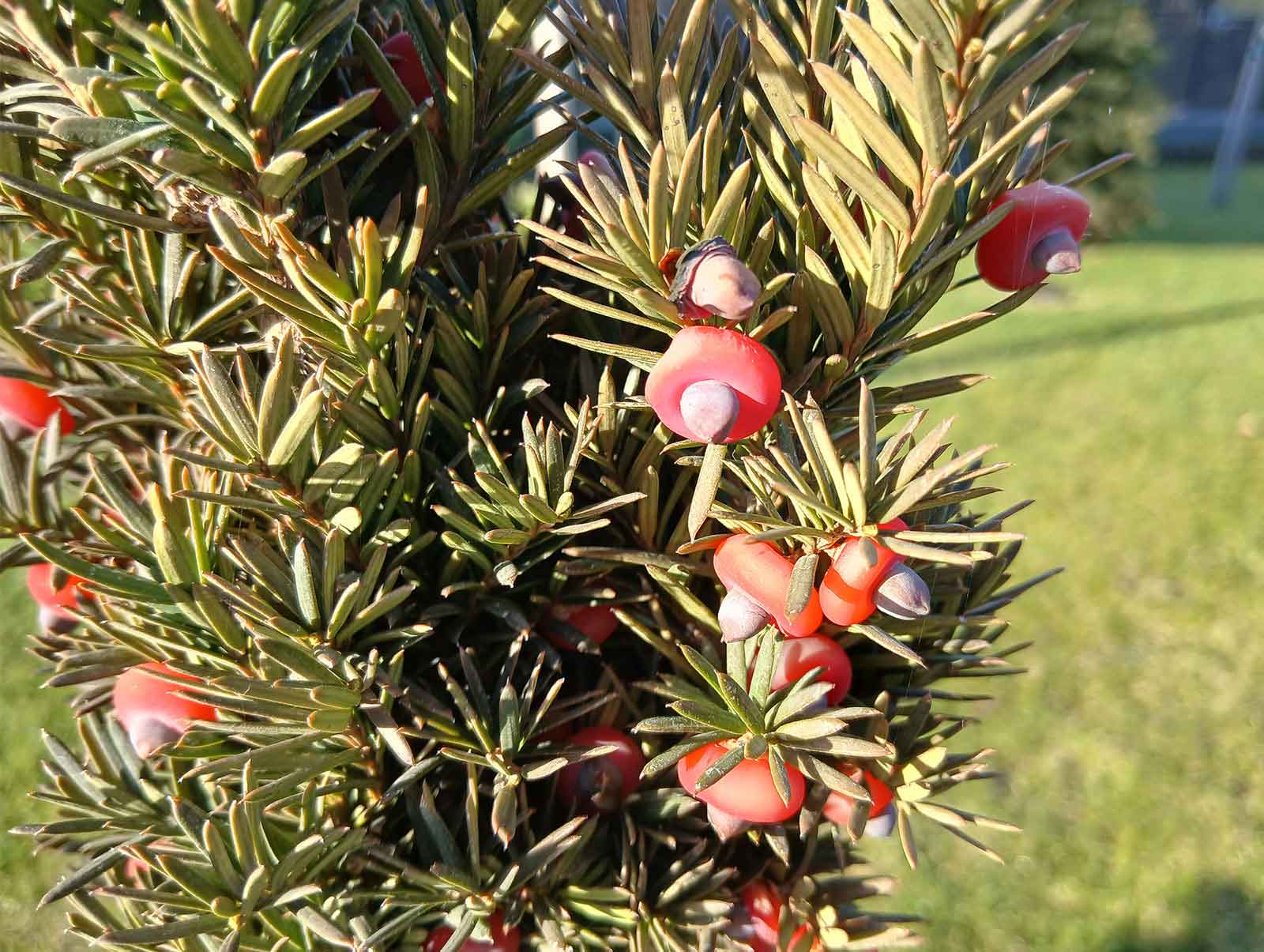 کیفیت عکس های A16 سامسونگ